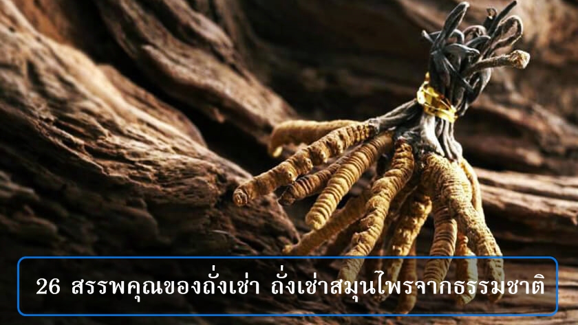 26 สรรพคุณของถั่งเช่า ถั่งเช่าสมุนไพรจากธรรมชาติ